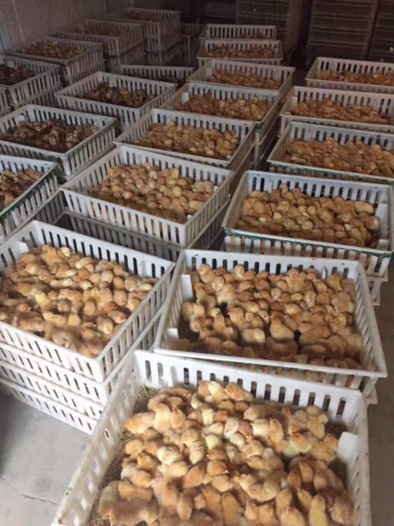 海兰褐蛋鸡苗35~45克出壳苗雌
