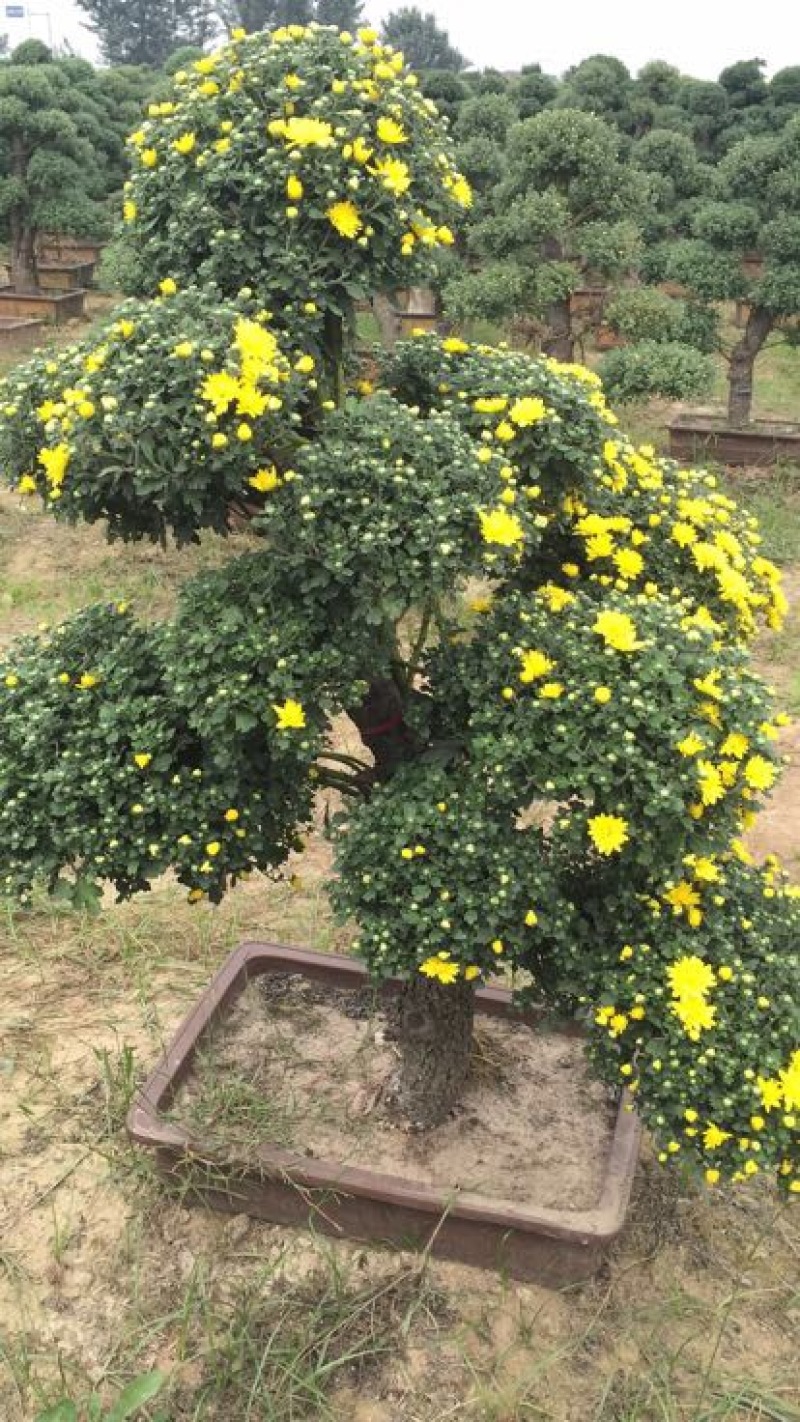 菊花