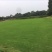百慕大草