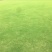 百慕大草