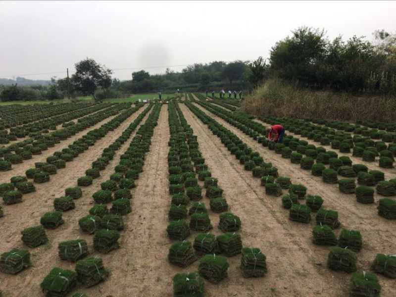 百慕大草