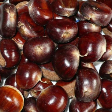 野生板栗中栗菜栗种