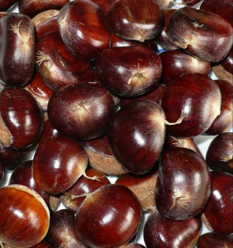 野生板栗中栗菜栗种