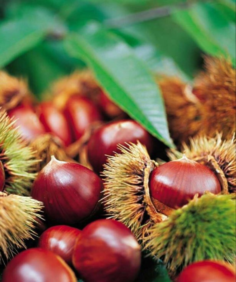 野生板栗中栗菜栗种