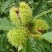 野生板栗中栗菜栗种