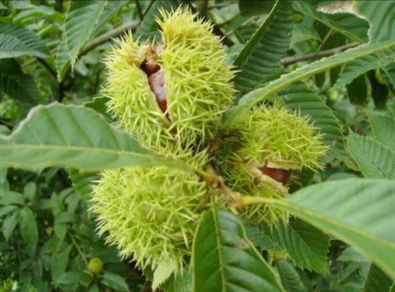 野生板栗中栗菜栗种
