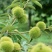 野生板栗中栗菜栗种