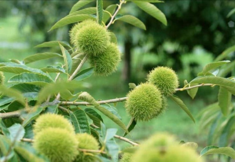 野生板栗中栗菜栗种