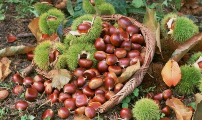 野生板栗中栗菜栗种