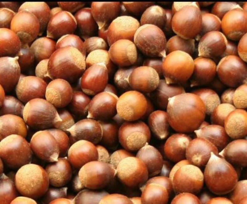 野生板栗中栗菜栗种