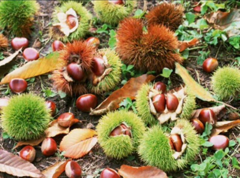 野生板栗中栗菜栗种