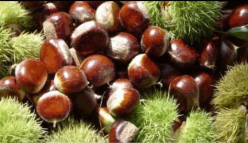 野生板栗中栗菜栗种