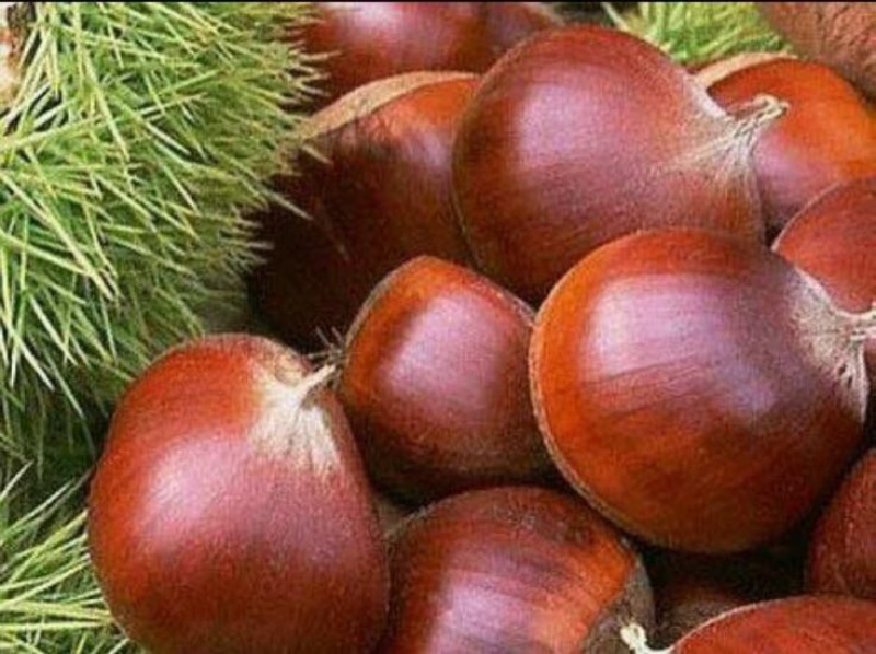 野生板栗中栗菜栗种