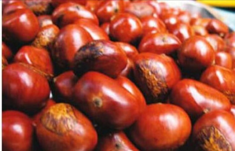 野生板栗中栗菜栗种