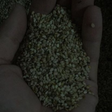黑芝麻1级
