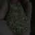 黑芝麻1级
