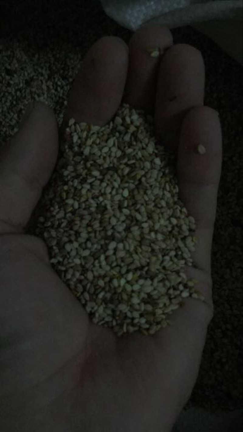 黑芝麻1级