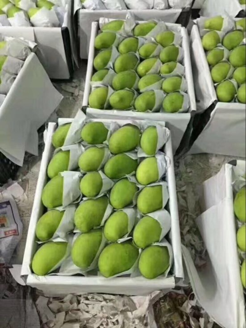 大青芒
