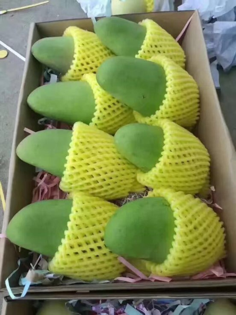 大青芒