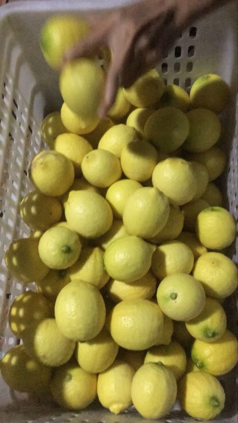 尤力克柠檬1~1.5两