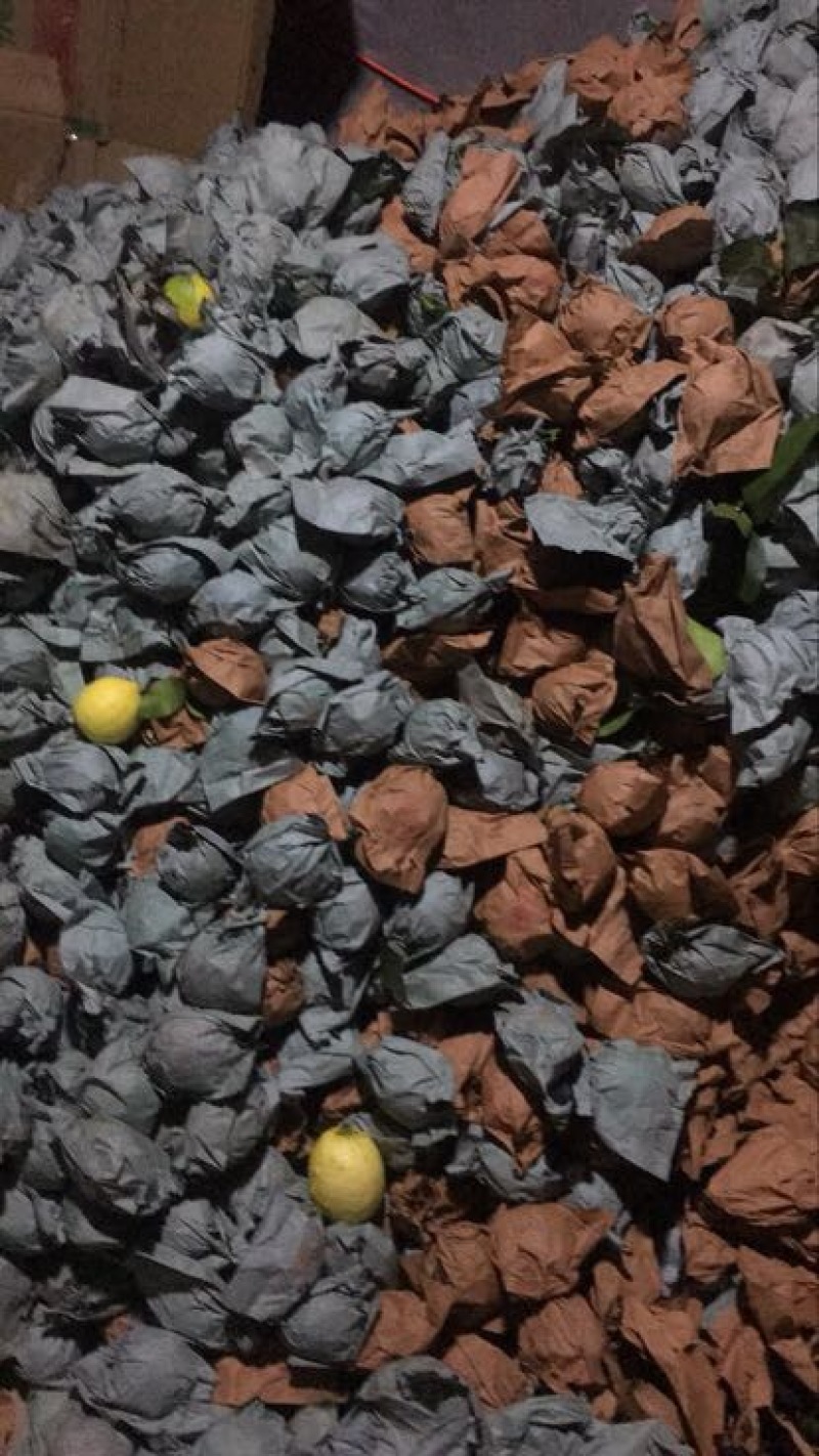 尤力克柠檬1~1.5两