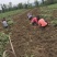 四川绵阳三台香薯3两以上红心西瓜红薯。