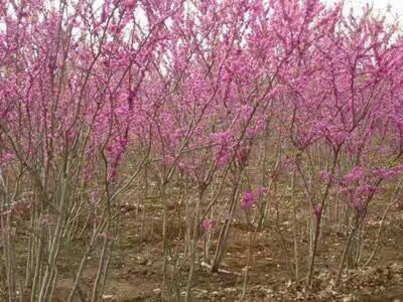丛生紫荆2cm以下4cm以下2.5~3米