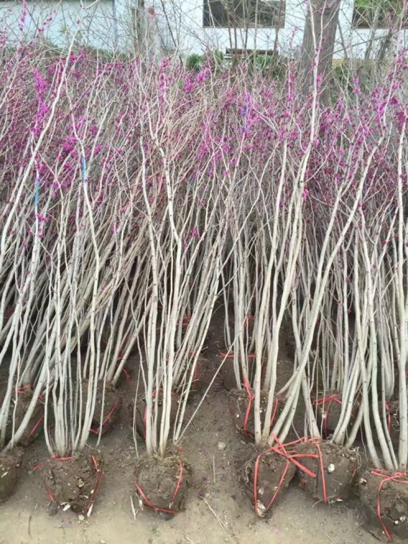 丛生紫荆2cm以下4cm以下2.5~3米