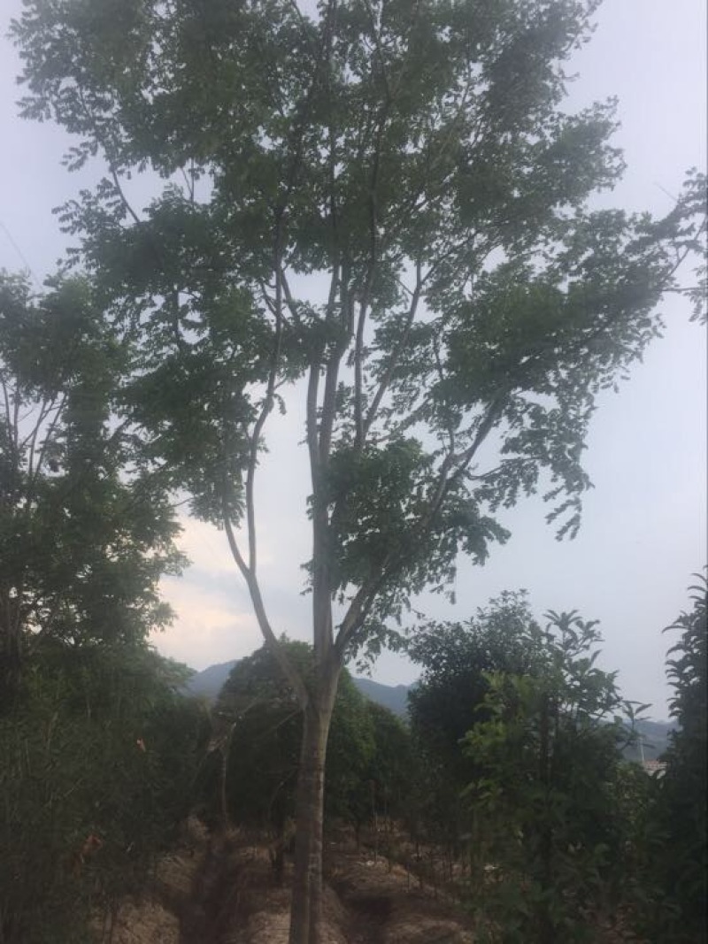黄山栾树10-20公分