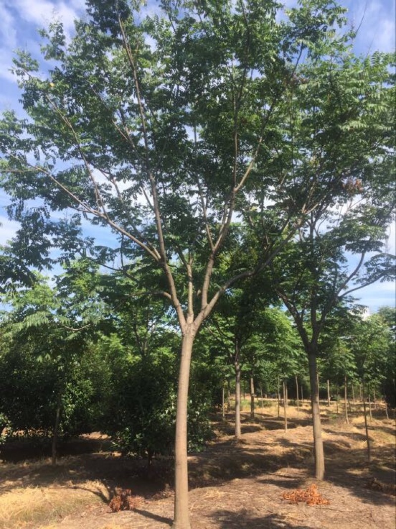 黄山栾树10-20公分
