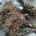 红心猕猴桃苗嫁接苗0.6~0.8cm50~70cm