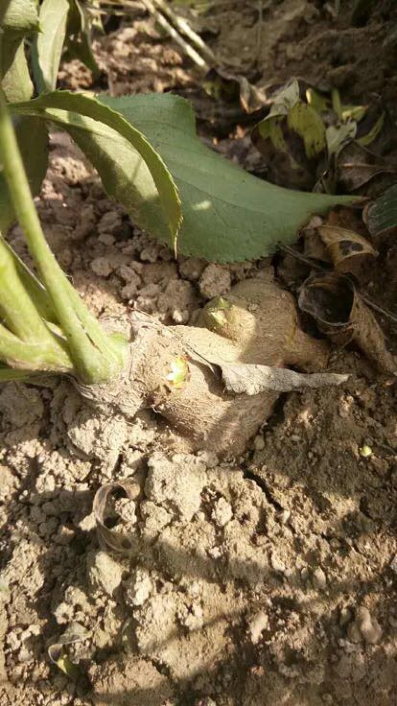 150亩白术芽子开挖，种植切片都没问题，欢迎询问