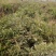 150亩白术芽子开挖，种植切片都没问题，欢迎询问