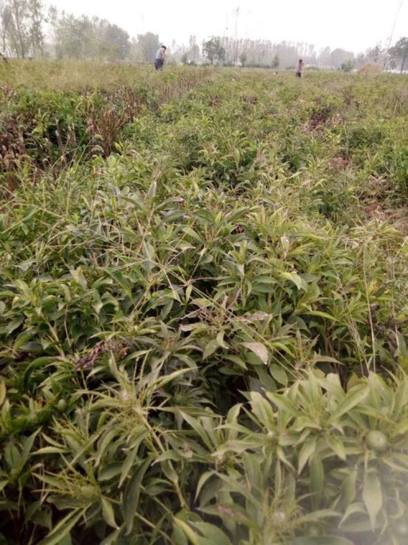 150亩白术芽子开挖，种植切片都没问题，欢迎询问