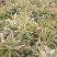 150亩白术芽子开挖，种植切片都没问题，欢迎询问