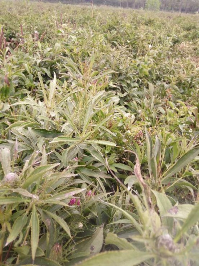 150亩白术芽子开挖，种植切片都没问题，欢迎询问