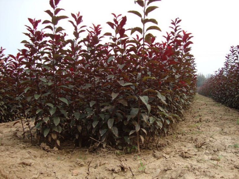紫叶矮樱2cm以下50~80cm