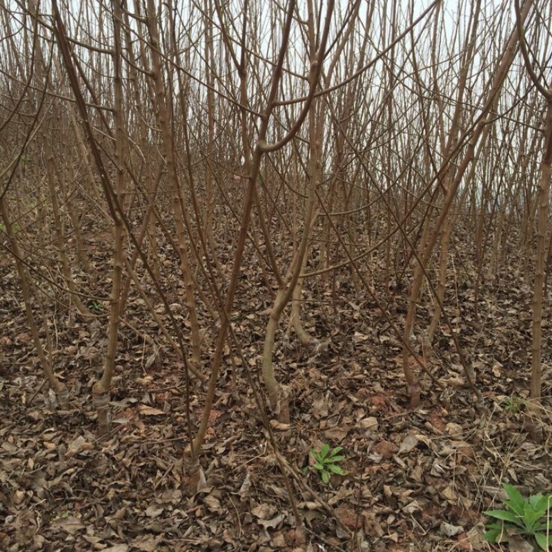 脆红李子树苗50~100cm