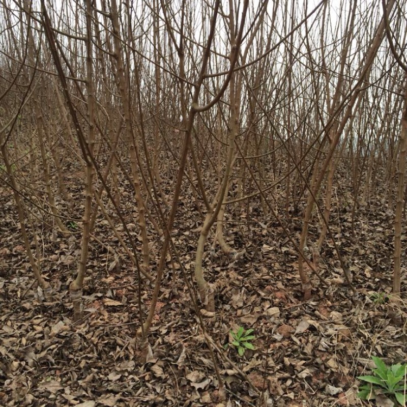 脆红李子树苗50~100cm