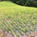 脆红李子树苗50~100cm
