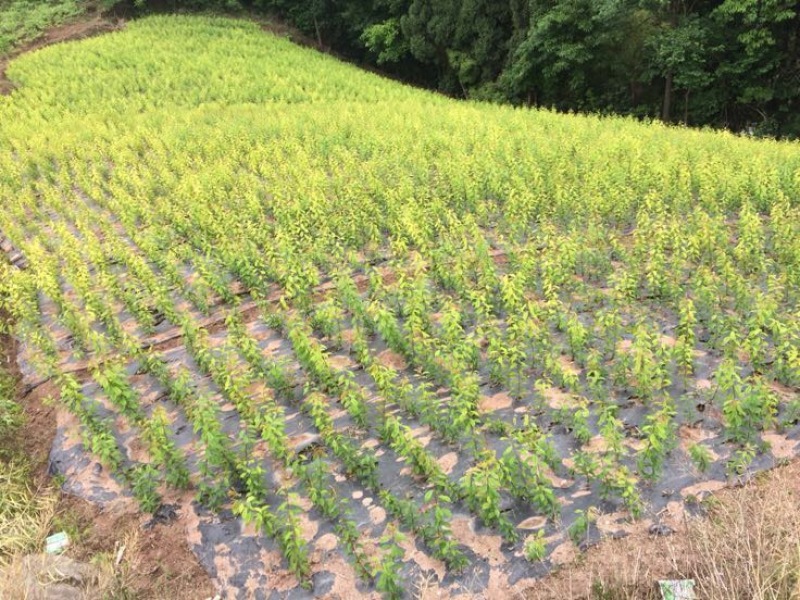 脆红李子树苗50~100cm