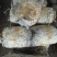 小黑平菇菌棒23×55。熟料两头带出菇环。