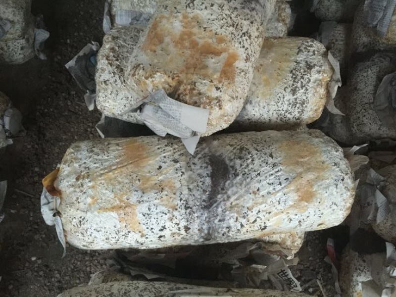 小黑平菇菌棒23×55。熟料两头带出菇环。