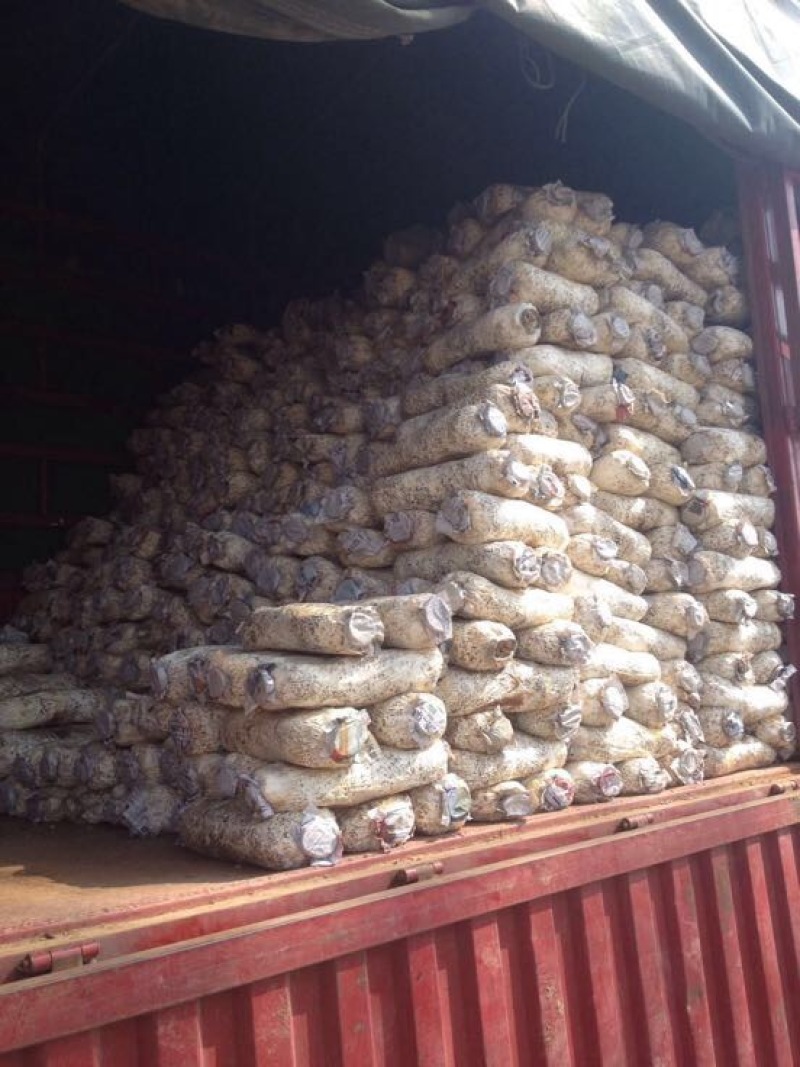 小黑平菇菌棒23×55。熟料两头带出菇环。