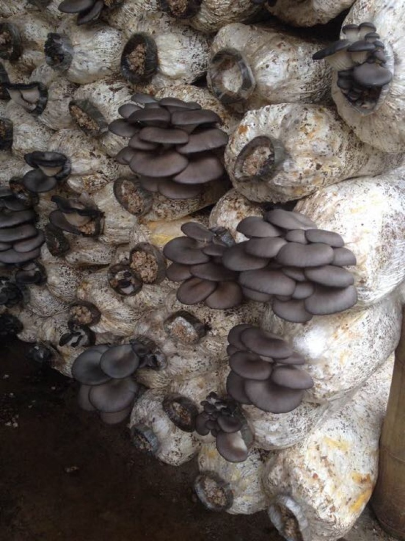 小黑平菇菌棒23×55。熟料两头带出菇环。