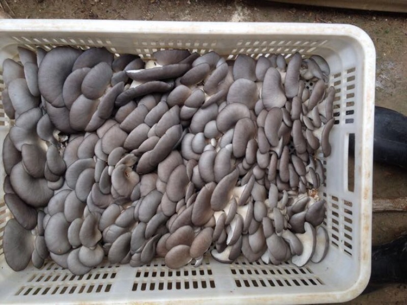 小黑平菇菌棒23×55。熟料两头带出菇环。