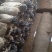 小黑平菇菌棒23×55。熟料两头带出菇环。