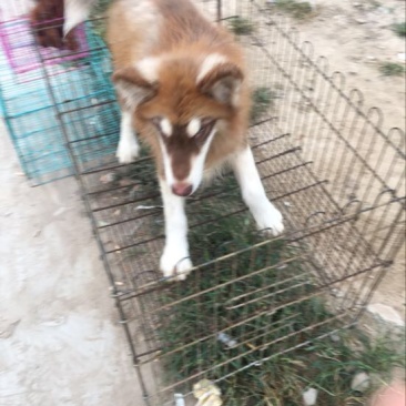 阿拉斯加雪橇犬公