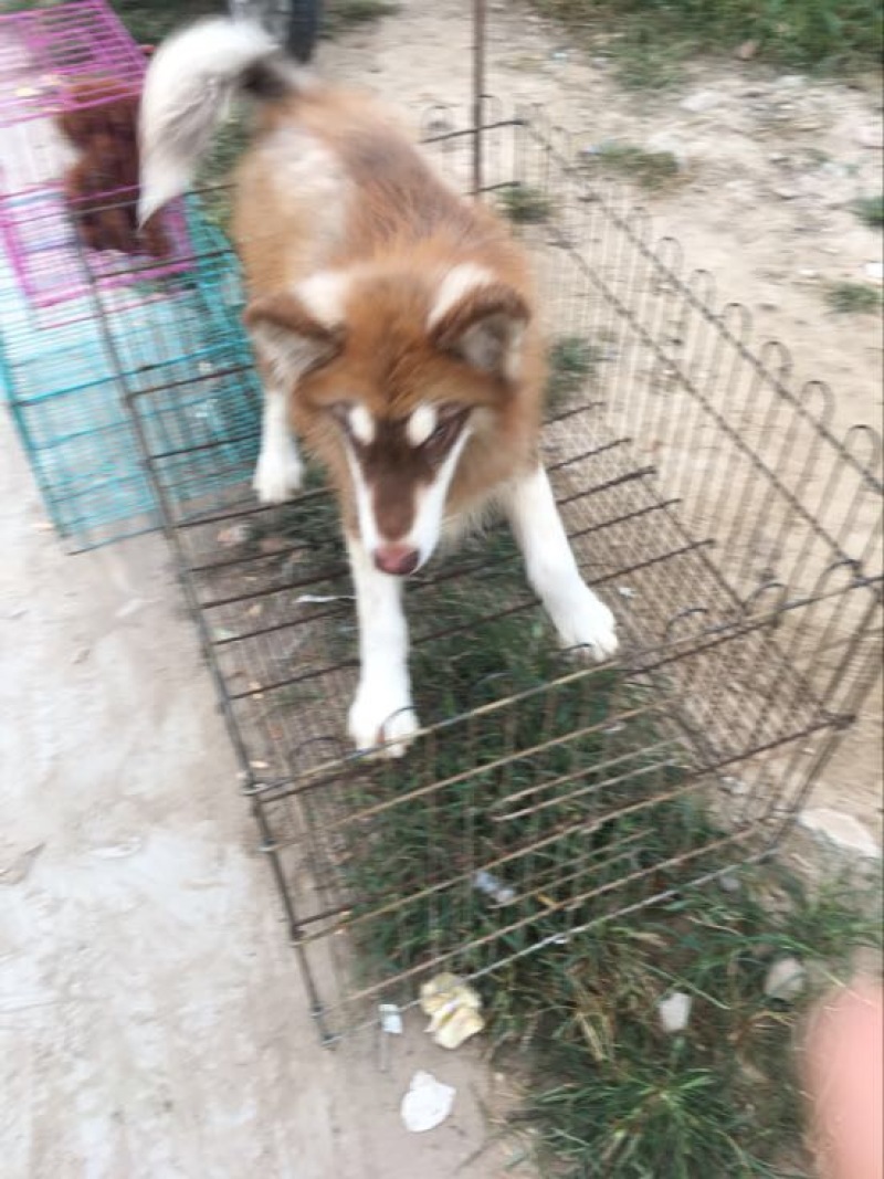阿拉斯加雪橇犬公