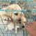 拉布拉多犬公